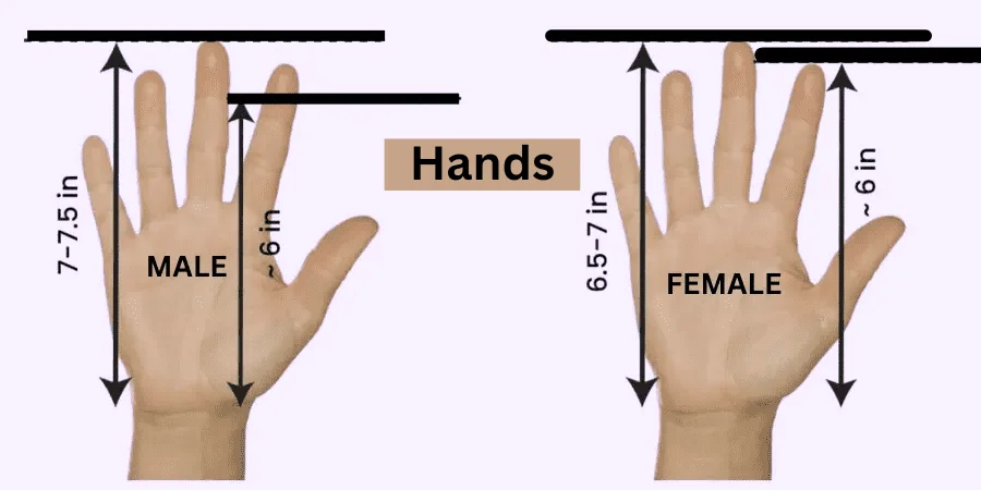 Common Things That Are 6 Inches - Human Hand