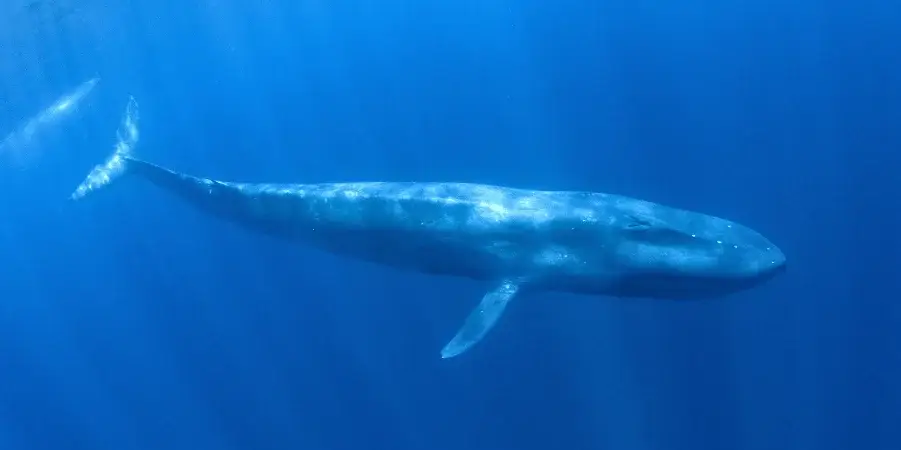 Things That Are About 80 Feet Long- Blue Whale